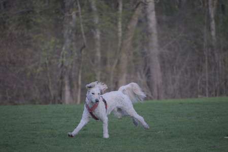 20250422_Dog Park and Birds__DSC0997_.jpg