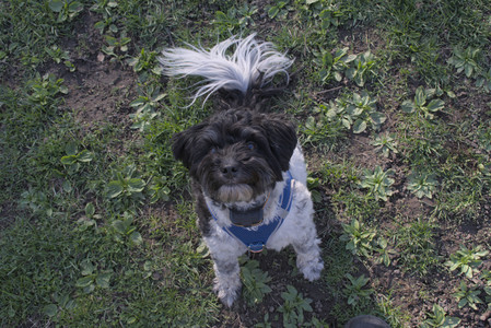 20250424_Dog Park__DSC0293_.jpg