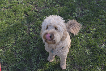 20250424_Dog Park__DSC0298_.jpg