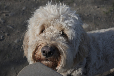 20250424_Dog Park__DSC0302_.jpg