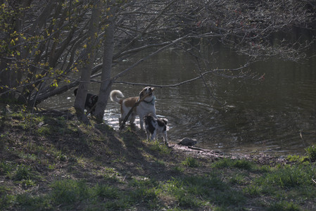 20250424_Dog Park__DSC0304_.jpg