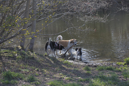 20250424_Dog Park__DSC0309_.jpg