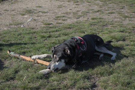 20250424_Dog Park__DSC0326_.jpg
