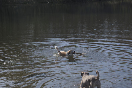 20250424_Dog Park__DSC0329_.jpg