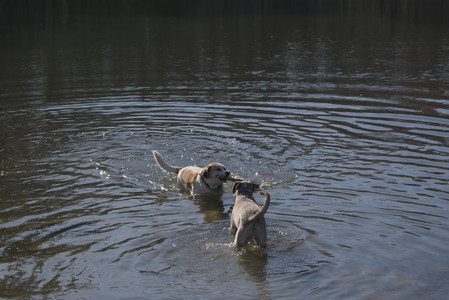 20250424_Dog Park__DSC0332_.jpg