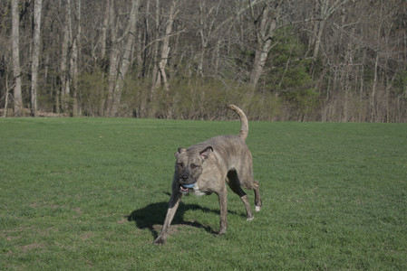 20250424_Dog Park__DSC0335_.jpg