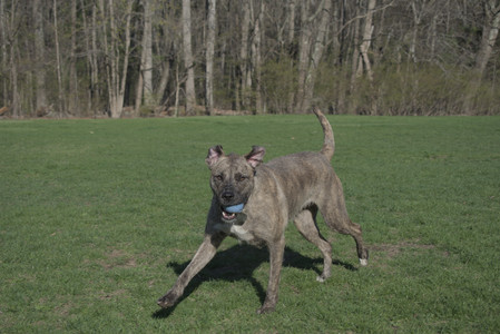 20250424_Dog Park__DSC0337_.jpg