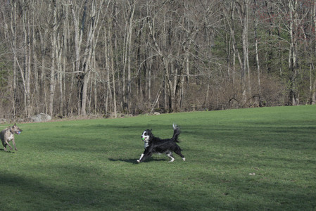 20250424_Dog Park__DSC0341_.jpg