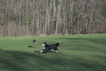 20250424_Dog Park__DSC0343_.jpg