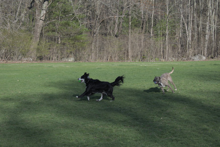 20250424_Dog Park__DSC0346_.jpg
