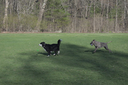 20250424_Dog Park__DSC0347_.jpg