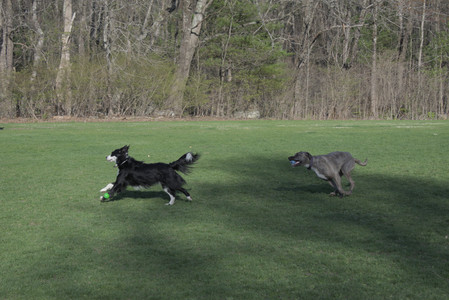 20250424_Dog Park__DSC0348_.jpg