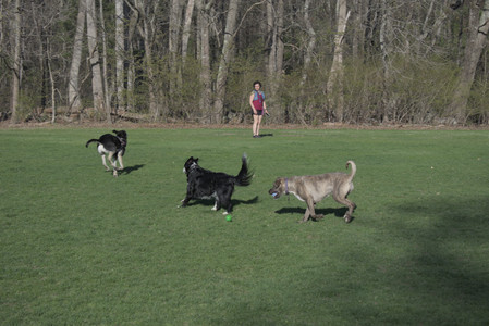 20250424_Dog Park__DSC0351_.jpg