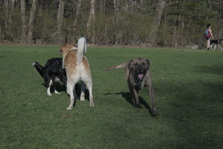20250424_Dog Park__DSC0354_.jpg