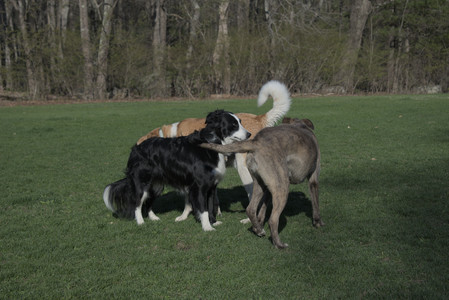 20250424_Dog Park__DSC0358_.jpg