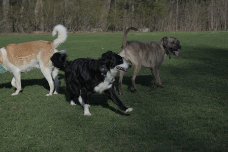 20250424_Dog Park__DSC0361_.jpg