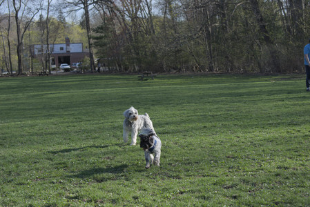 20250424_Dog Park__DSC0368_.jpg