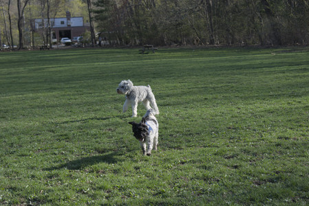 20250424_Dog Park__DSC0370_.jpg
