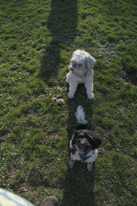 20250424_Dog Park__DSC0377_.jpg