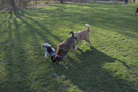 20250424_Dog Park__DSC0381_.jpg