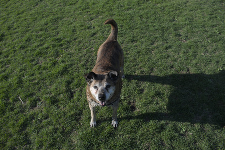 20250424_Dog Park__DSC0383_.jpg