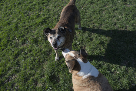 20250424_Dog Park__DSC0385_.jpg
