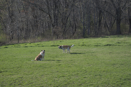 20250424_Dog Park__DSC0394_.jpg
