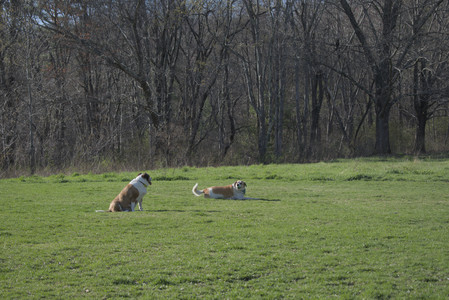 20250424_Dog Park__DSC0395_.jpg