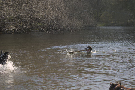 20250424_Dog Park__DSC0402_.jpg