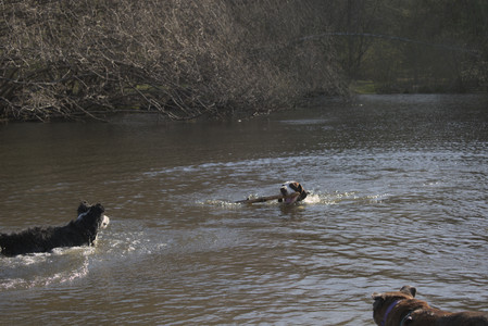 20250424_Dog Park__DSC0407_.jpg