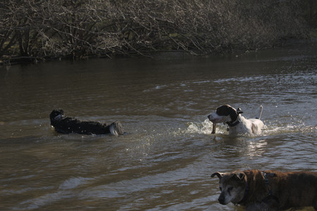20250424_Dog Park__DSC0410_.jpg