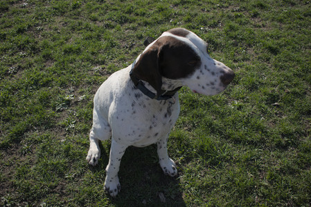 20250424_Dog Park__DSC0428_.jpg