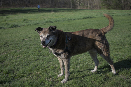 20250424_Dog Park__DSC0430_.jpg