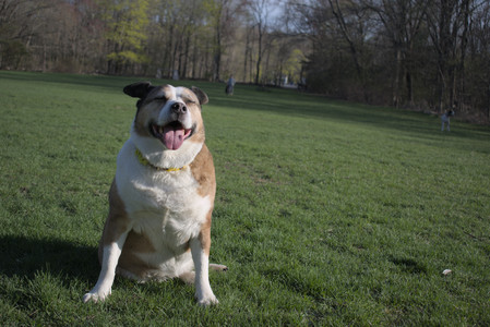 20250424_Dog Park__DSC0441_.jpg