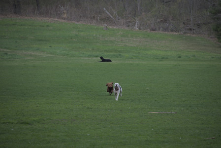 20250425_Dog park__DSC0013_.jpg