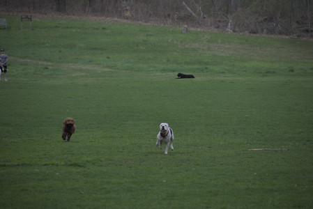 20250425_Dog park__DSC0017_.jpg