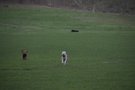 20250425_Dog park__DSC0018_.jpg