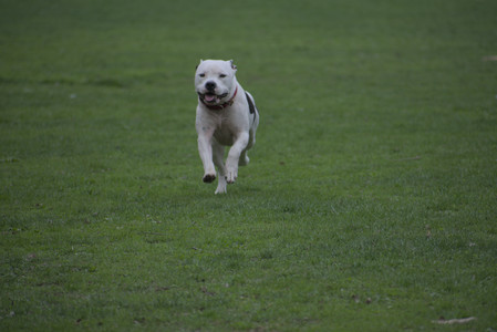 20250425_Dog park__DSC0024_.jpg