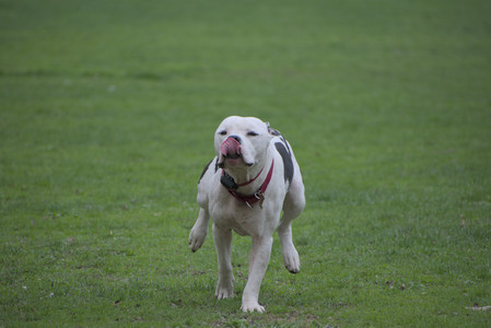 20250425_Dog park__DSC0028_.jpg