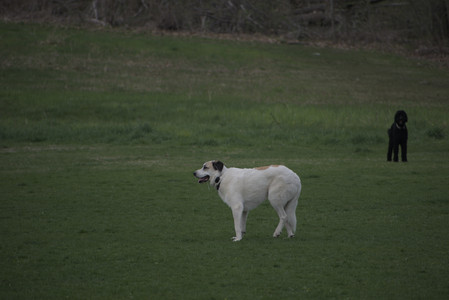 20250425_Dog park__DSC0031_.jpg