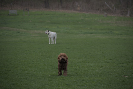 20250425_Dog park__DSC0035_.jpg