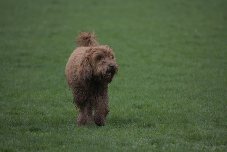 20250425_Dog park__DSC0037_.jpg