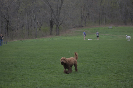 20250425_Dog park__DSC0038_.jpg