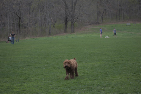 20250425_Dog park__DSC0039_.jpg