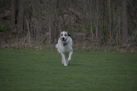 20250425_Dog park__DSC0043_.jpg