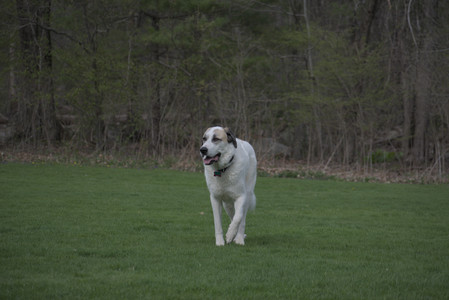 20250425_Dog park__DSC0048_.jpg