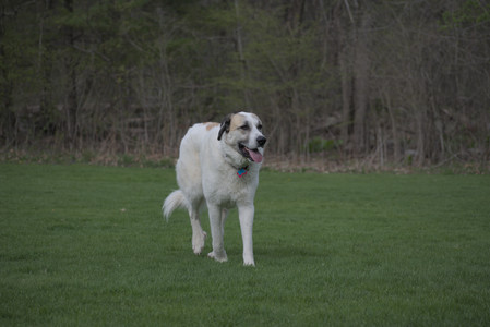 20250425_Dog park__DSC0053_.jpg