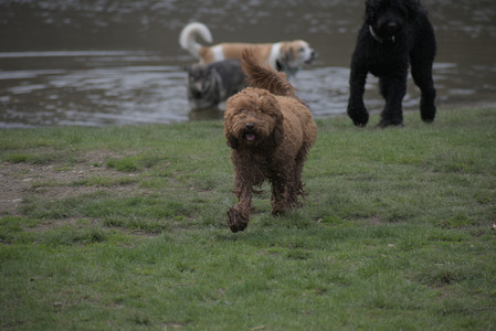 20250425_Dog park__DSC0058_.jpg