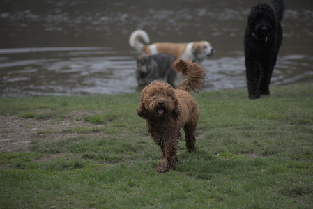 20250425_Dog park__DSC0059_.jpg