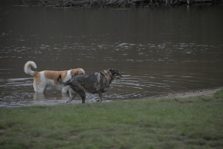 20250425_Dog park__DSC0060_.jpg